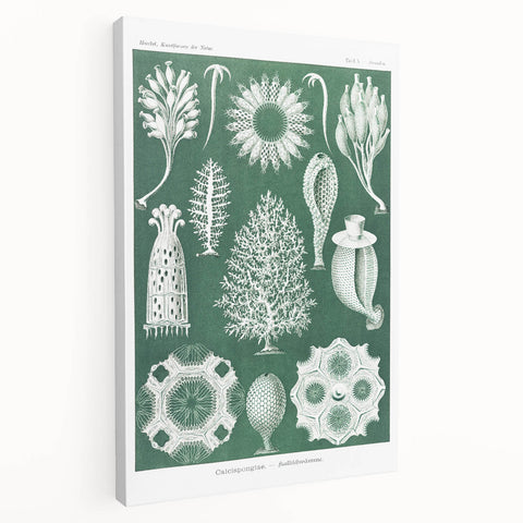 Vintage Scientific Wall Art - Detailed Marine Life Illustration in Green