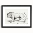 Lion Sketch by Jean Bernard - Romanticism Black and White Wall Art