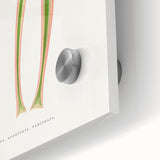 Yucca Aloefolia Leaf - Romantic Botanical Canvas Wall Art