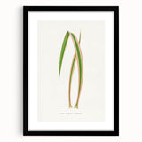 Yucca Aloefolia Leaf - Romantic Botanical Canvas Wall Art