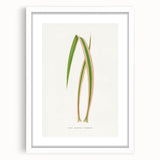Yucca Aloefolia Leaf - Romantic Botanical Canvas Wall Art