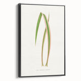 Yucca Aloefolia Leaf - Romantic Botanical Canvas Wall Art