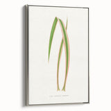 Yucca Aloefolia Leaf - Romantic Botanical Canvas Wall Art