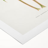 Yucca Aloefolia Leaf - Romantic Botanical Canvas Wall Art