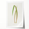 Yucca Aloefolia Leaf - Romantic Botanical Canvas Wall Art