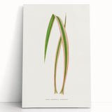 Yucca Aloefolia Leaf - Romantic Botanical Canvas Wall Art
