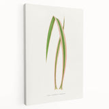 Yucca Aloefolia Leaf - Romantic Botanical Canvas Wall Art