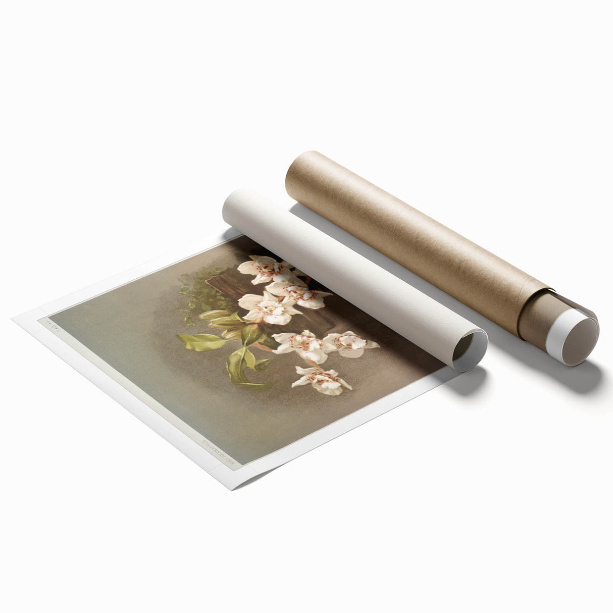 Orchid Botanical Art - Odontoglossum Romanticism Canvas Print