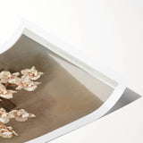 Orchid Botanical Art - Odontoglossum Romanticism Canvas Print