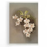 Orchid Botanical Art - Odontoglossum Romanticism Canvas Print