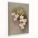 Orchid Botanical Art - Odontoglossum Romanticism Canvas Print