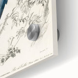 Black-Throated Magpie Jay - Romanticism Bird Illustration Wall Art