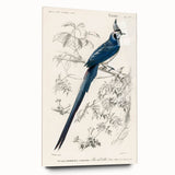 Black-Throated Magpie Jay - Romanticism Bird Illustration Wall Art