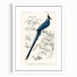 Black-Throated Magpie Jay - Romanticism Bird Illustration Wall Art