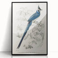 Black-Throated Magpie Jay - Romanticism Bird Illustration Wall Art
