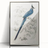 Black-Throated Magpie Jay - Romanticism Bird Illustration Wall Art
