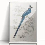 Black-Throated Magpie Jay - Romanticism Bird Illustration Wall Art