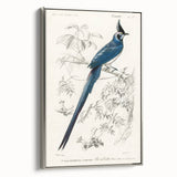 Black-Throated Magpie Jay - Romanticism Bird Illustration Wall Art