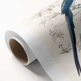 Black-Throated Magpie Jay - Romanticism Bird Illustration Wall Art