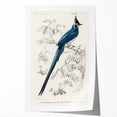 Black-Throated Magpie Jay - Romanticism Bird Illustration Wall Art