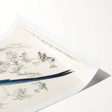 Black-Throated Magpie Jay - Romanticism Bird Illustration Wall Art