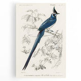 Black-Throated Magpie Jay - Romanticism Bird Illustration Wall Art
