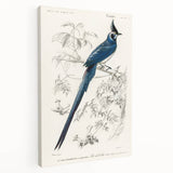 Black-Throated Magpie Jay - Romanticism Bird Illustration Wall Art