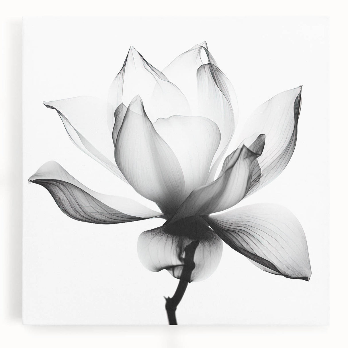 Monochrome Lotus Elegance - Modern Living Room Canvas Wall Art