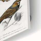 Barn Owl & Nightjar - Romanticism Bird Illustration by Charles d'Orbigny