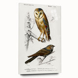 Barn Owl & Nightjar - Romanticism Bird Illustration by Charles d'Orbigny