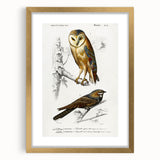 Barn Owl & Nightjar - Romanticism Bird Illustration by Charles d'Orbigny