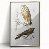 Barn Owl & Nightjar - Romanticism Bird Illustration by Charles d'Orbigny