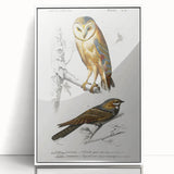 Barn Owl & Nightjar - Romanticism Bird Illustration by Charles d'Orbigny