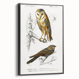 Barn Owl & Nightjar - Romanticism Bird Illustration by Charles d'Orbigny
