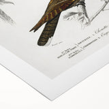 Barn Owl & Nightjar - Romanticism Bird Illustration by Charles d'Orbigny