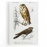 Barn Owl & Nightjar - Romanticism Bird Illustration by Charles d'Orbigny