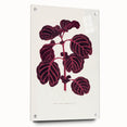 Romanticism Art: "Pink Achyranthes Leaf" Classic Botanical Print