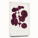 Romanticism Art: "Pink Achyranthes Leaf" Classic Botanical Print