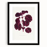 Romanticism Art: "Pink Achyranthes Leaf" Classic Botanical Print