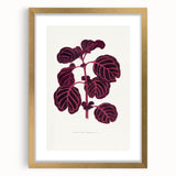 Romanticism Art: "Pink Achyranthes Leaf" Classic Botanical Print
