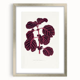 Romanticism Art: "Pink Achyranthes Leaf" Classic Botanical Print