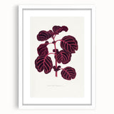 Romanticism Art: "Pink Achyranthes Leaf" Classic Botanical Print