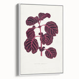 Romanticism Art: "Pink Achyranthes Leaf" Classic Botanical Print