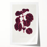 Romanticism Art: "Pink Achyranthes Leaf" Classic Botanical Print