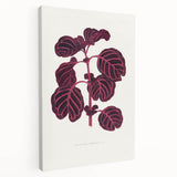 Romanticism Art: "Pink Achyranthes Leaf" Classic Botanical Print