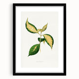 Romanticism Art: "Graptophyllum Pictum Leaf" Botanical Canvas Print