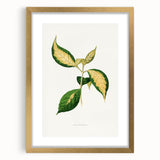 Romanticism Art: "Graptophyllum Pictum Leaf" Botanical Canvas Print