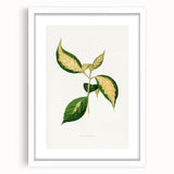 Romanticism Art: "Graptophyllum Pictum Leaf" Botanical Canvas Print