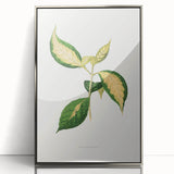 Romanticism Art: "Graptophyllum Pictum Leaf" Botanical Canvas Print