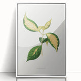 Romanticism Art: "Graptophyllum Pictum Leaf" Botanical Canvas Print